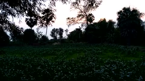 My Rural Cambodian Life - Sunset Stroll in Rural Cambodia!