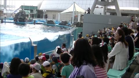 Dolphin SHOW Days (Full Show) at SeaWorld San Diego
