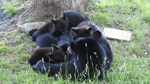 Black Bear Cubs Nursing in the Blue Ridge Mountains