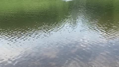 Boy Catches Bass With RC Boat
