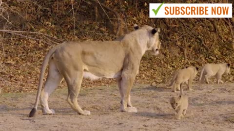 Lion Cubs Seeks Attention From the Pride | Love Nature 🥰