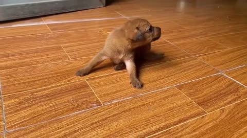 cute puppy video