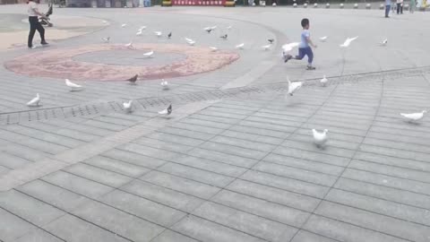 child and pigeon