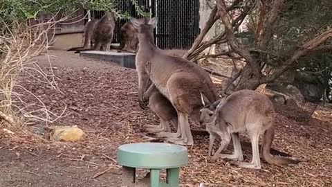 Kangaroos Hopping!