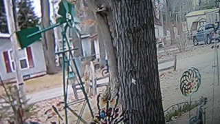 boy out riding his bike startled by camera and black suit case by tree at stalkers property