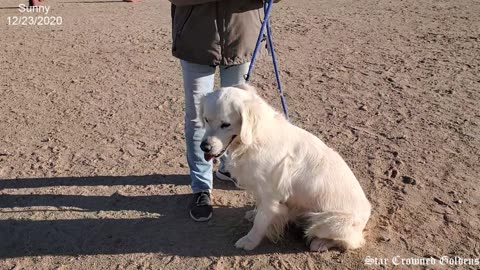 Sunny Obedience Training 12-23-2020