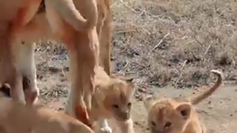 Adorable Baby Lion Cub Encounter Will Melt Your Heart