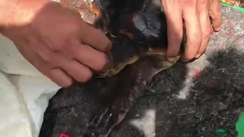 Fishermen on Boat Rescue Sea Turtle Tangled in Huge Plastic Bag