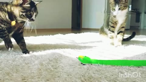 cat fun with snake toy