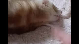 Ferret play bites!!