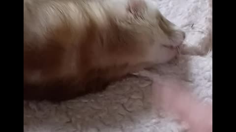 Ferret play bites!!