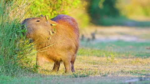 8K Video Beauty of Animals