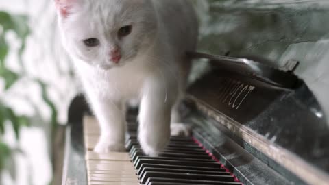 A Cat Walking Over The Piano Keyboard