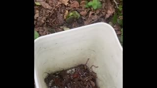 Easy way to find worms
