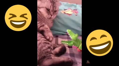 Funniest 😻 Cats reactions with toys - Awesome Funny Pet Animals Life Videos 😇 #cat #animal