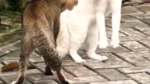 Best Funny Animal Videos Of The 2022 try not to laugh 🤣 🤣 #shorts #funny #animals