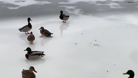 Frozen Lake Duck Curling