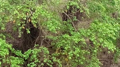 #jungle #forest #wildlife #life #deer #river #water #green #grass