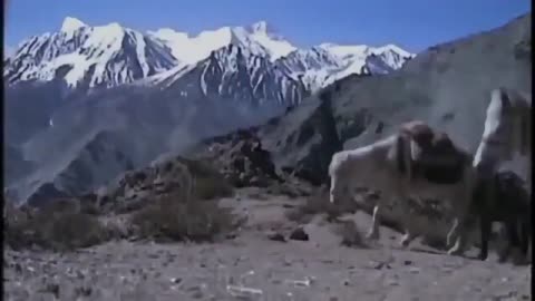 THE SNOW LEOPARD HUNTING ANIMALS !! WILDLIFE ! NAT GEO !! NATIONAL GEOGRAPHIC DOCUMENTARY !!! HD !!!