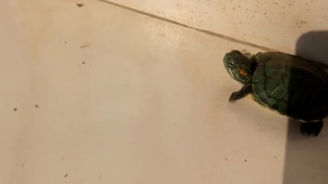 Turtle Helps Buddy Escape The Confines Of Their Tub