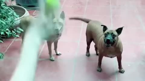 Funniest Animals 2022 😂 Fun with Cats and Dogs 😺🐶 Part 1