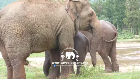 Baby Elephant LekLek And Her Mother Run Excitingly To Enjoy In The River - #Elephant