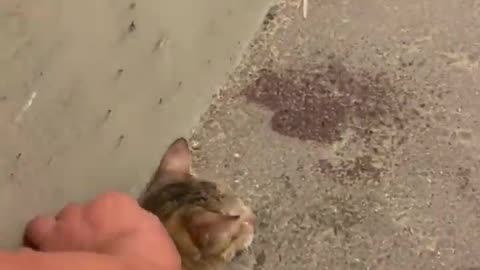 Person Rescues Cat Lying Balled Up by the Road ❤️
