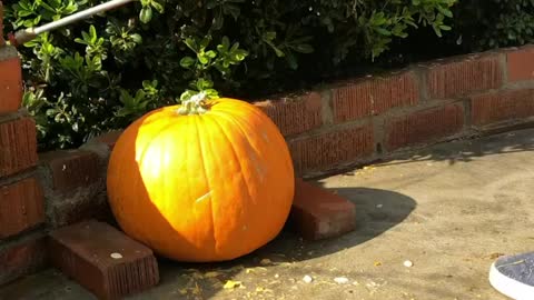 Pressure wash carving pumpkins