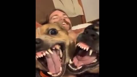Funny dogs | Funny Video Animal