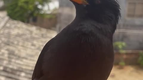 Cute starling learns to speak