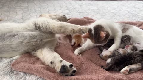 Golden Retriever Puppy Reacts to Baby Kittens [Cuteness Overload]