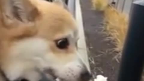 Dog funny video 🐕🐕🐶🐶