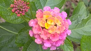 Lantana