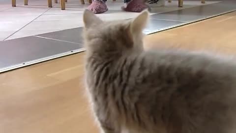 Cute kitten talking