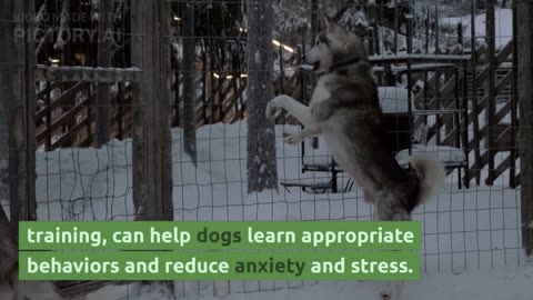 How to calm your Dog Down. Wildbelly Probiotic