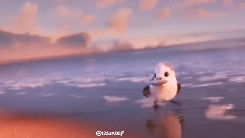 Cute Bird Video