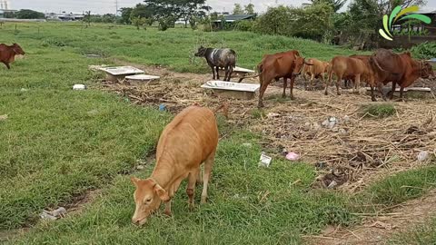 Funniest cow dance