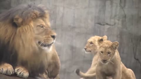 Young Lions Play With Dad At The Zoo