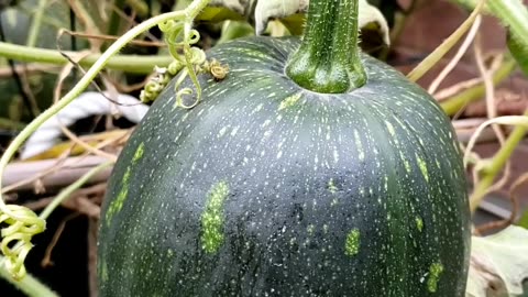 Harvesting Last green pumpkin of season 2023