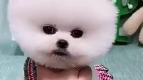 Cute baby dog / cute and funny pappy