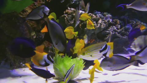Colourful Fishes Playing Around In The Ocean