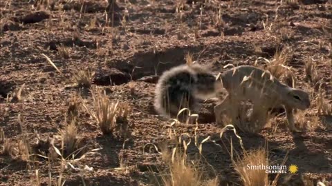 Mongoose and cobra fighting scenes.