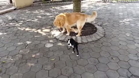 Cats And Dogs Protecting Each Other Compilation(360P