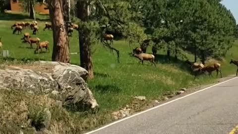 elk! #elk #nature #mountains #worklife #beautiful #SwitchTheChobaniFlip