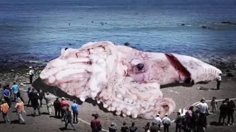 🤯 दुनिया के 2 सबसे रहस्यम समुद्री जीव 🦑 Most mysterious sea animals 🐙 In The World 😱🤯 #shorts