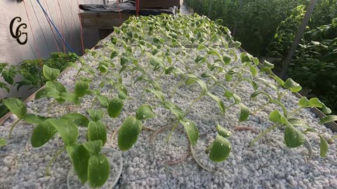 Cucumber Plants sprouting time lapse