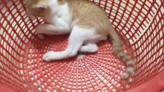 Cute Kitten is playing the ball in the basket of vegetables