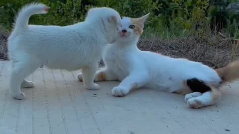 "Adorable Cat and Kitten Love: Heartwarming Moments"