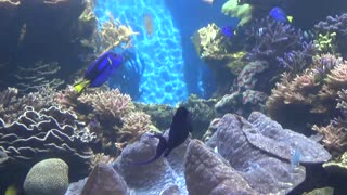 Honolulu, HI — Waikiki Aquarium #1