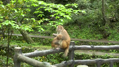 "Avatar" Mountain & Wulingyuan Scenic Area